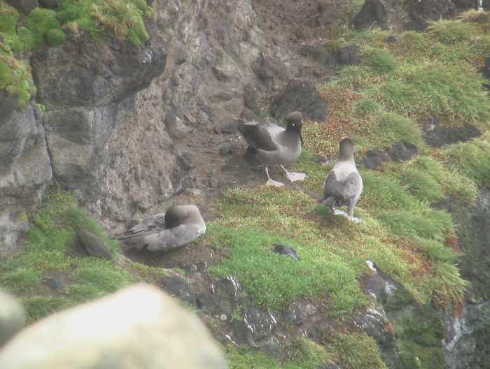 Light-mantled Sooty Albatross